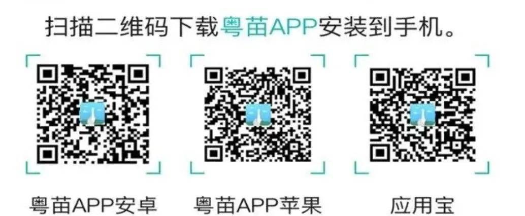 粤苗