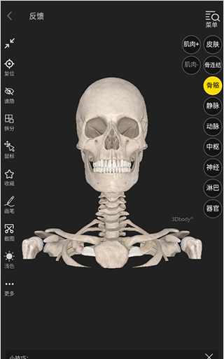 3DBody解剖